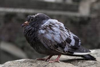 Diseases That Humans Can Catch from Birds
